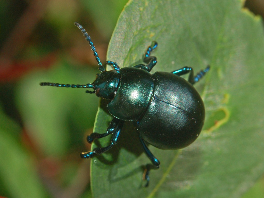 Crisomelide da determinare: Timarcha tenebricosa